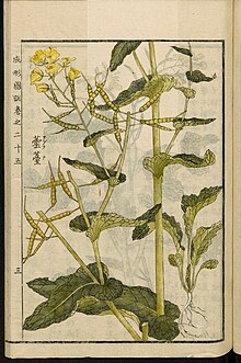 Illustration of Brassica rapa from the Japanese agricultural encyclopedia Seikei Zusetsu Leiden University Library - Seikei Zusetsu vol. 25, page 003 - Cai noHua  - Brassica rapa L., 1804.jpg