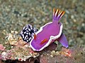 Thumbnail for Hypselodoris variobranchia