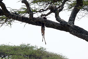 Leopard: Merkmale, Lebensraum, Lebensweise