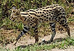 Leptailurus serval -Serengeti National Park, Tanzania-8.jpg