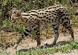 Serval