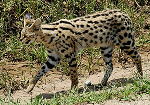 Leptailurus serval -Serengeti National Park, Tanzania-8.jpg