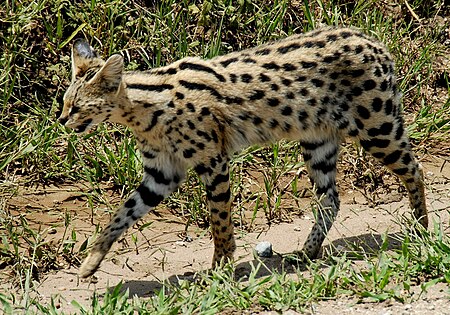 Serval