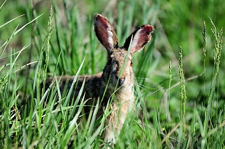 Korean hare