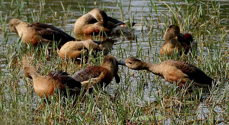 File:Lesser Whistling-duck (Dendrocygna javanica) grooming & preening W IMG 8444.jpg