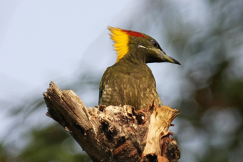 File:Lesser yellownape woodpecker.jpg