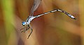 Lestes unguiculatus 54807132.jpg