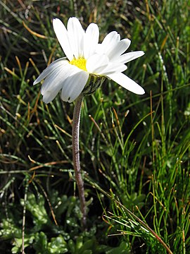 Leucanthemopsis alpina08.jpg
