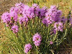 Description de l'image Liatris punctata.jpg.