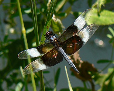 Libellula luctuosa or "Widow Skimmer" taken on July 20, 2008 in Nebraska, USA...freeze capture of dragonfly in motion.