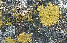 Lichens growing on concrete Lichen.jpg