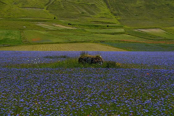 a gorgeous cornflowers blooming in spring, called : "fioritura delle lenticchie"