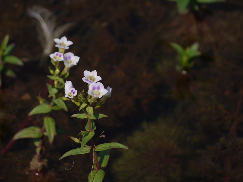 File:Limnophila indica (L.) Druce (6674559411).jpg