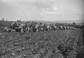 Line of tractors ploughing (4520565207).jpg