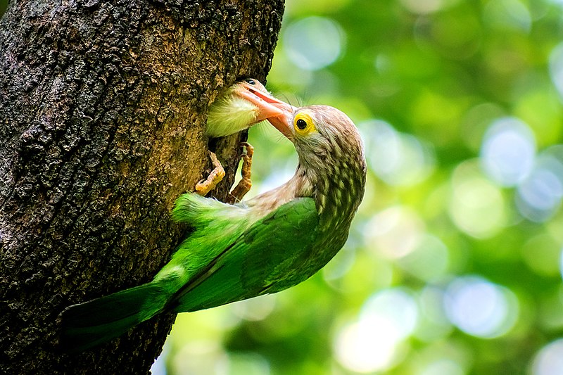 File:Lineated Barbet দাগি বসন্তবৌরি.jpg