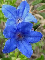 Lithodoroa diffusa 'Heavenly blue'