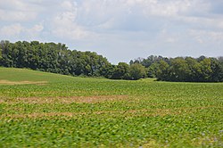 Green fields of soybeans on Lithopolis Road
