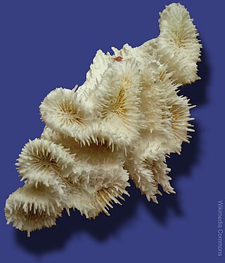 <i>Lobophyllia corymbosa</i> Species of coral