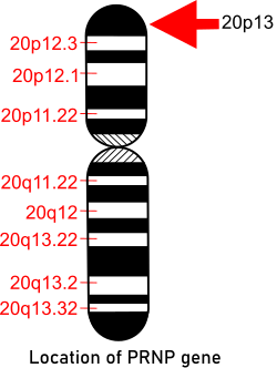 Idiogram of chromosome 20 showing gene PRP location Location of PRNP-gene in chromosome 20.svg