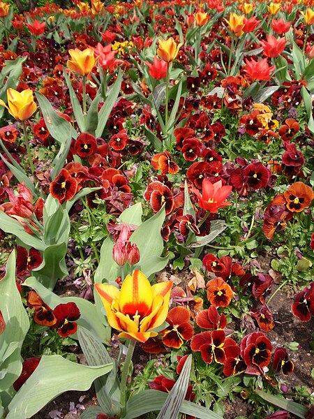 File:Luisenpark tulipoj kaj ĝardenaj violoj.jpg