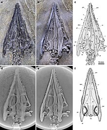 Luopingosaurus skull Luopingosaurus skull.jpg