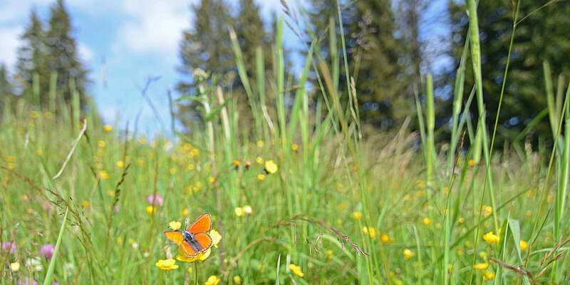 File:Lycaena hippothoe - Papillon de la montagne.jpg