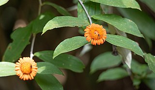 <i>Lycoseris</i> Genus of flowering plants