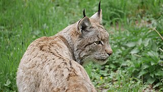 Râs eurasiatic (Lynx lynx)
