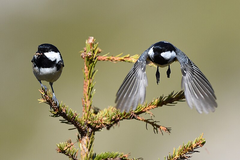 File:Mésange noire Periparus ater aDSC 3901 (51528569233).jpg