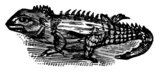 M. Arcta słownik ilustrowany języka polskiego - ilustracja do hasła Tuatara.png