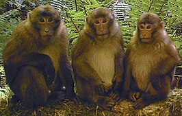 Macaca leucogenys