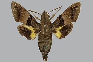 <i>Macroglossum stigma</i> Species of moth