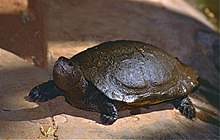 Tortue à grosse tête de Madagascar (Erymnochelys madagascariensis) (9620525421).jpg