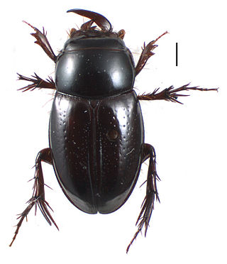 <span class="mw-page-title-main">Orphninae</span> Subfamily of beetles