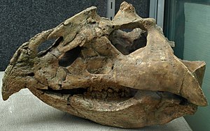 중국 고생물학 박물관에 전시된 마그니로스트리스 도드소니(Magnirostris dodsoni)의 두개골.