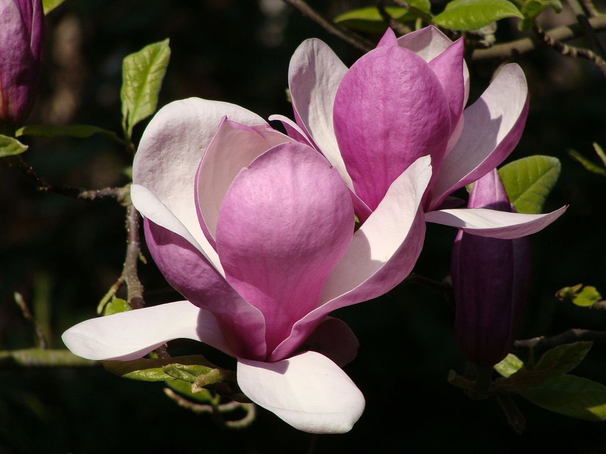 Magnolia × soulangeana - Wikipedia, la enciclopedia libre