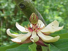 Flower of Magnolia obovata, showing multiple petals, stamens, and pistils. Magnolia obovata 02.jpg