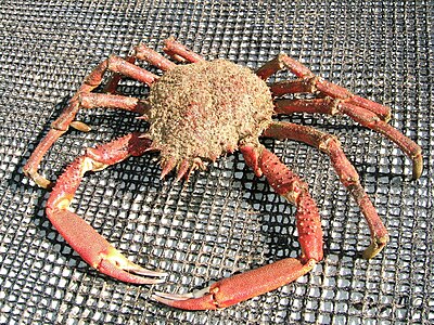 Maja squinado, une araignée de mer.