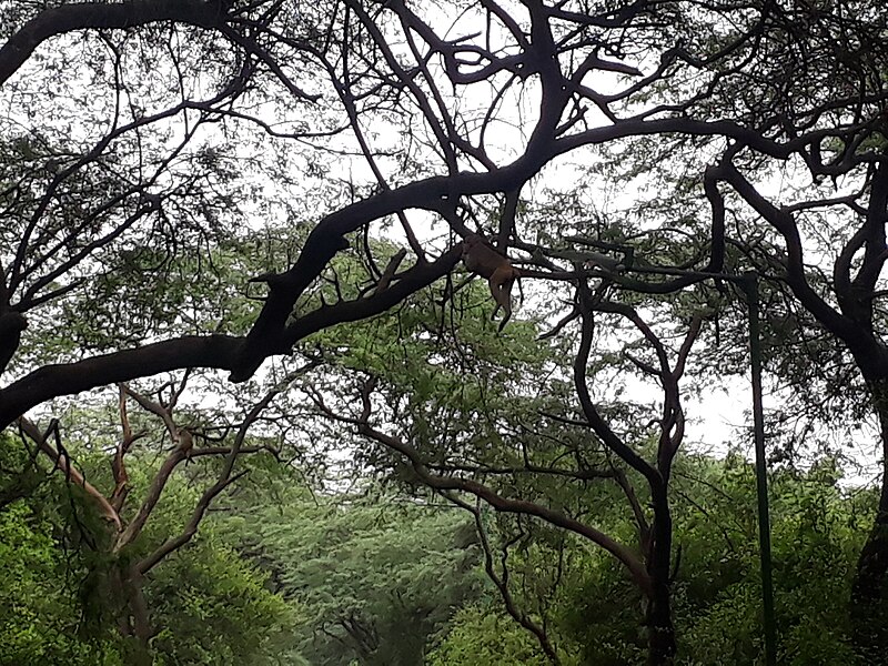 File:Malcha forest in Delhi 13.jpg