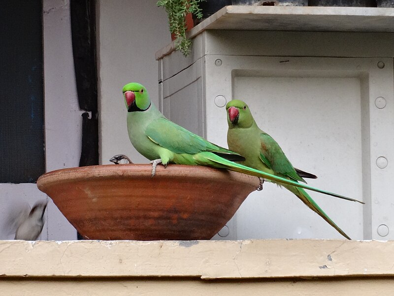 File:Male and Female Rose-Ringed Parakeets.jpg