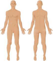 Male front-back 3d-shaded human illustration