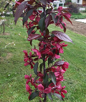 Malus x purpurea Royalty a2.JPG