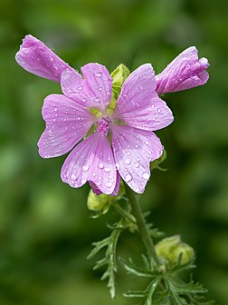 Malva-almiscarada (Malva moschata) com pingos de chuva (definição 4 000 × 5 333)