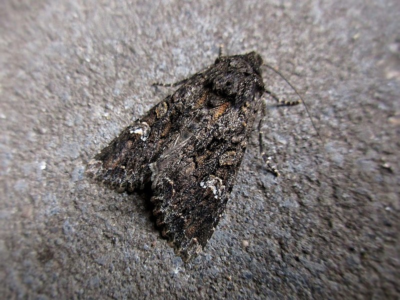 File:Mamestra brassicae (Noctuidae) - (imago), Arnhem, the Netherlands.jpg