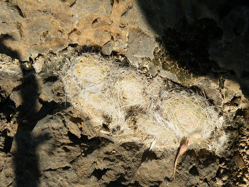 File:Mammillaria lenta (5730182737).jpg