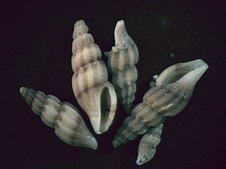 <i>Mangelia costulata</i> Species of gastropod