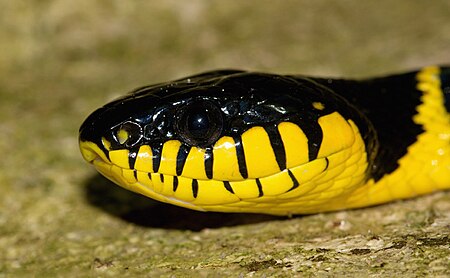 Mangrove Cat Snake.jpg