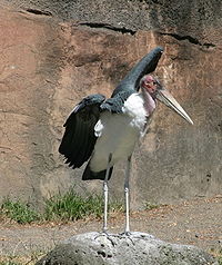 Marabou stork MarabouStork1.jpg