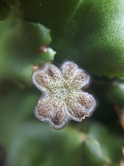 Marchantia beteroana antheridiophore. LaurindaRB, CC BY-SA 4.0 <https://creativecommons.org/licenses/by-sa/4.0>, via Wikimedia Commons