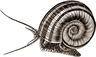 <i>Marisa cornuarietis</i> Species of gastropod